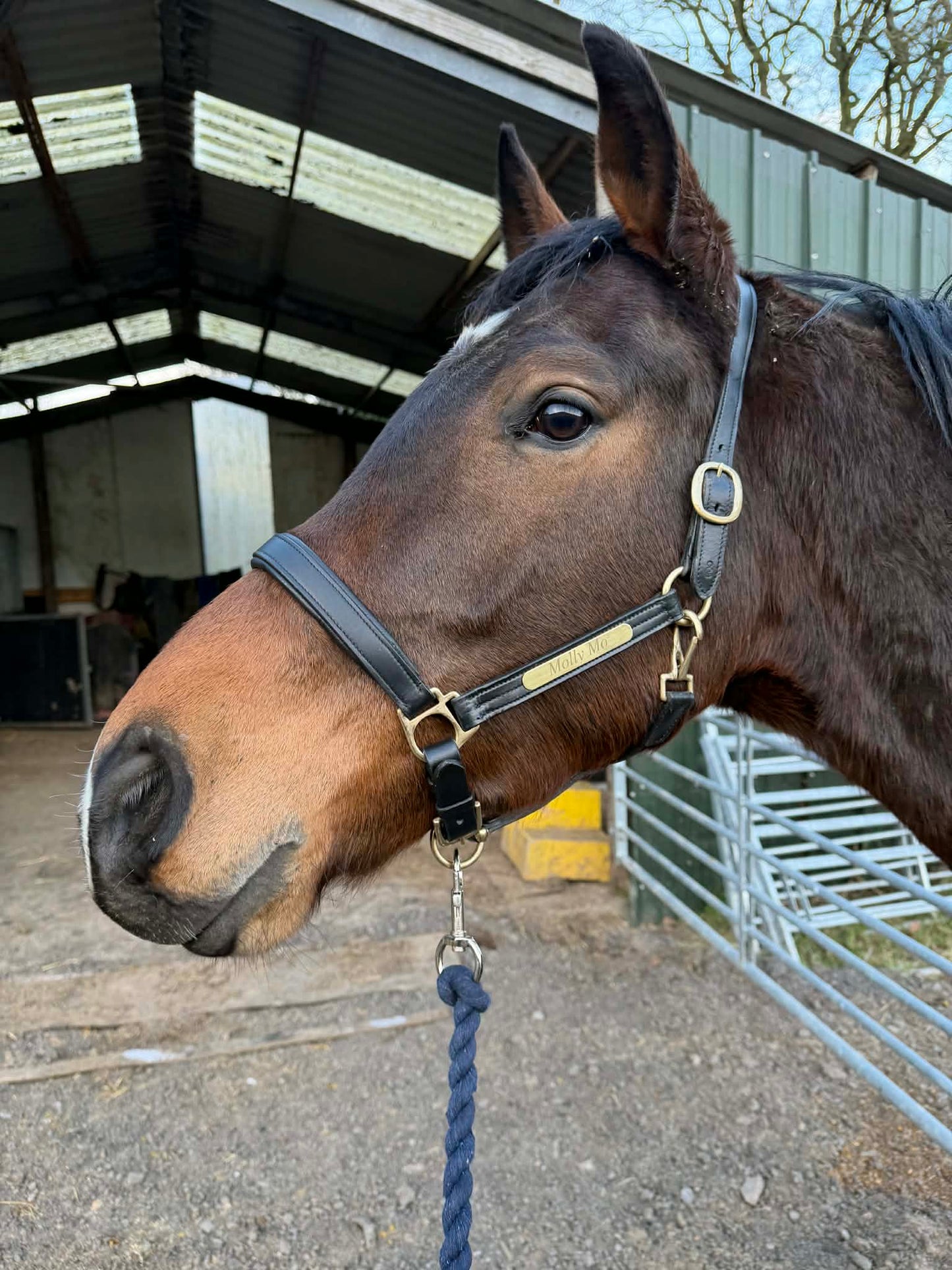 Horse Leather Headcollar with Laser Engraved Name Plate