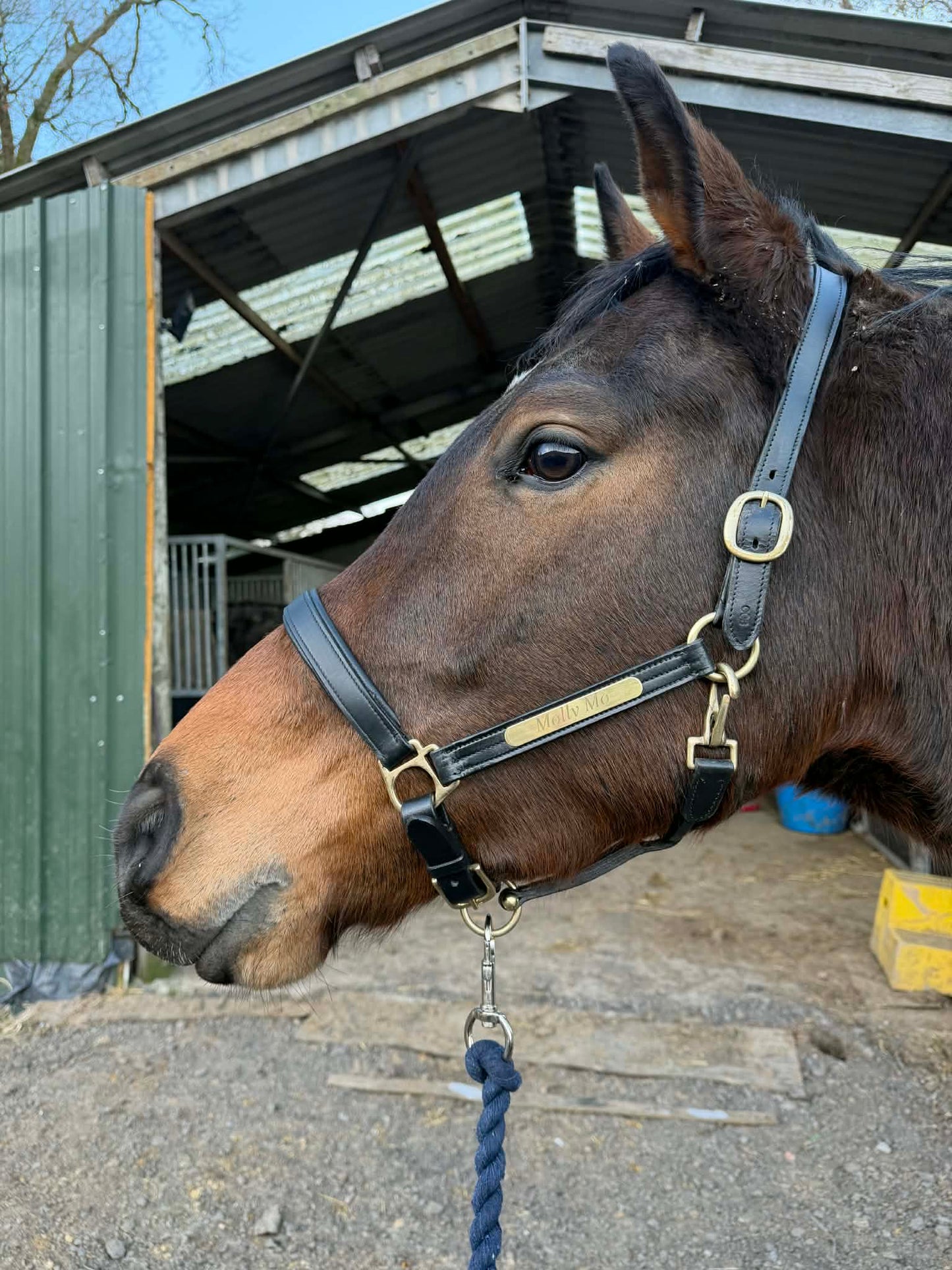 Horse Leather Headcollar with Laser Engraved Name Plate